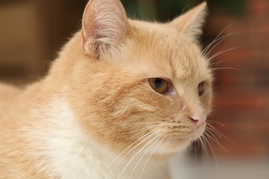 Photo of Cute ginger cat at home, closeup. Adorable pet