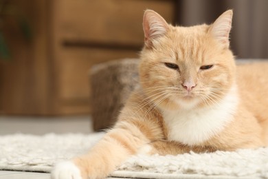 Photo of Cute ginger cat lying on floor at home, closeup. Space for text