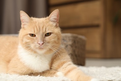 Photo of Cute ginger cat lying on floor at home, closeup. Space for text