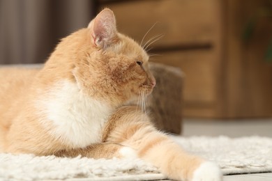 Photo of Cute ginger cat lying on floor at home, closeup. Space for text