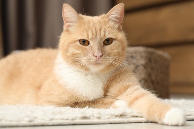 Photo of Cute ginger cat lying on floor at home