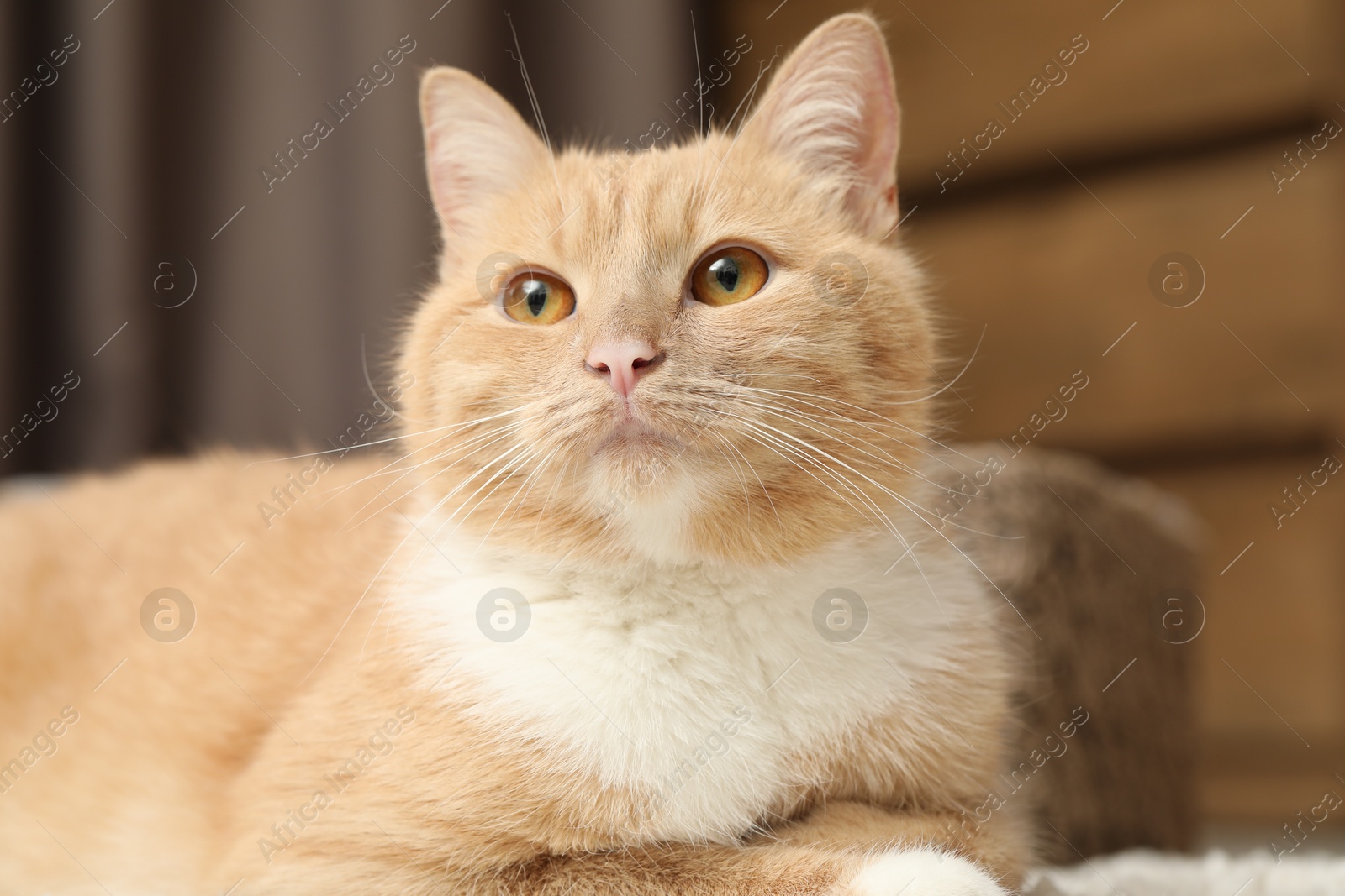 Cute ginger cat lying on floor at home, closeup Photo of Cute ginger cat lying on floor at home, closeup