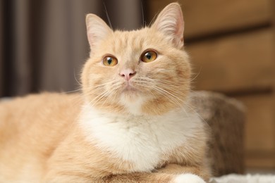 Photo of Cute ginger cat lying on floor at home, closeup