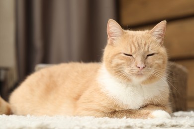 Photo of Cute ginger cat lying on floor at home