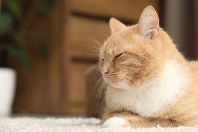 Photo of Cute ginger cat lying on floor at home, closeup. Space for text