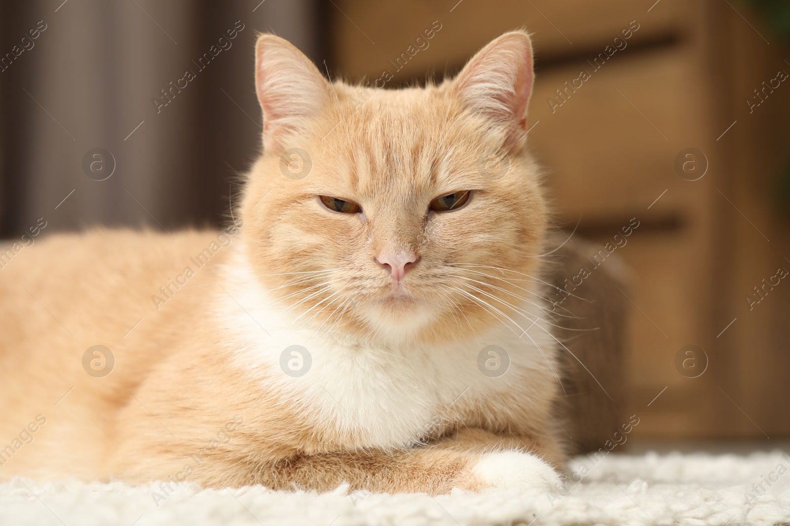 Cute ginger cat lying on floor at home, closeup Photo of Cute ginger cat lying on floor at home, closeup
