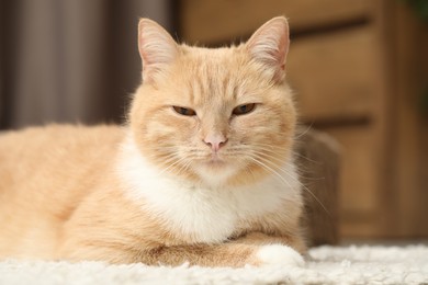 Photo of Cute ginger cat lying on floor at home, closeup