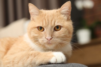 Photo of Cute ginger cat lying on chair at home, closeup