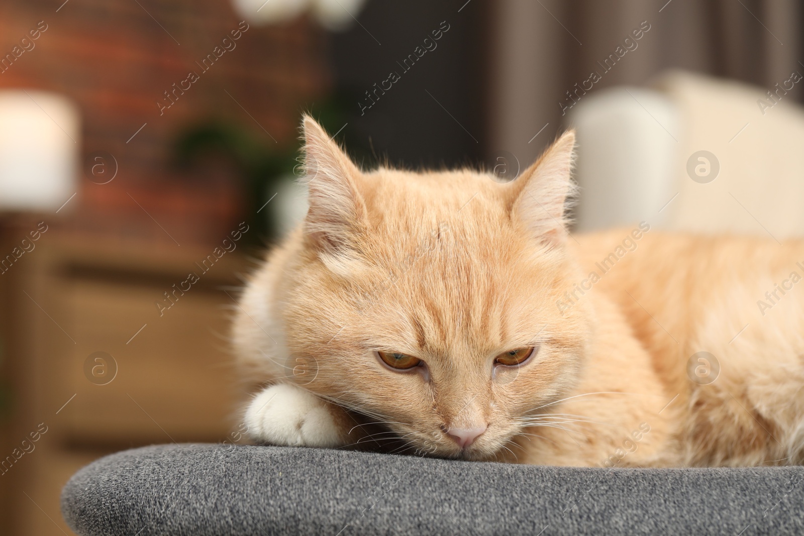 Cute ginger cat lying on chair at home, closeup. Space for text Photo of Cute ginger cat lying on chair at home, closeup. Space for text