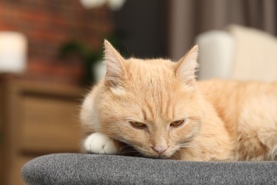 Photo of Cute ginger cat lying on chair at home, closeup. Space for text
