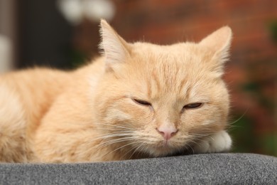 Photo of Cute ginger cat lying on chair at home, closeup
