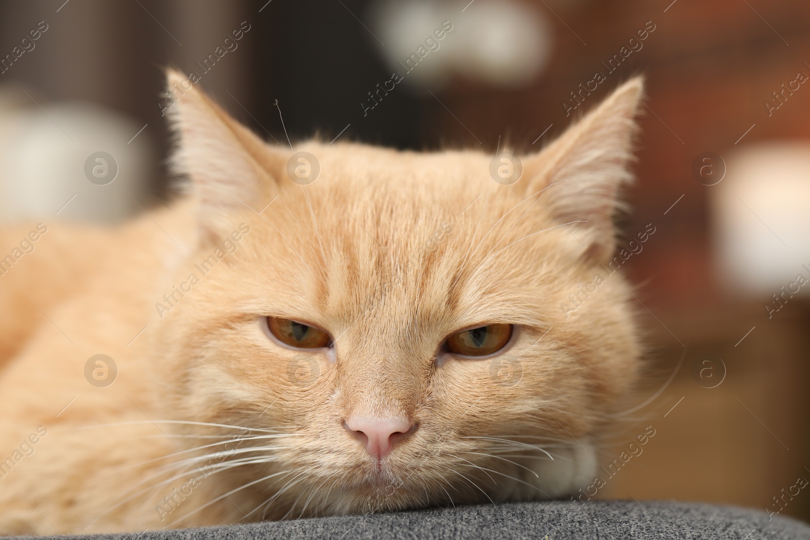 Cute ginger cat lying on chair at home, closeup Photo of Cute ginger cat lying on chair at home, closeup