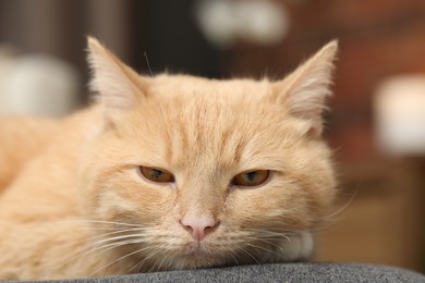Photo of Cute ginger cat lying on chair at home, closeup