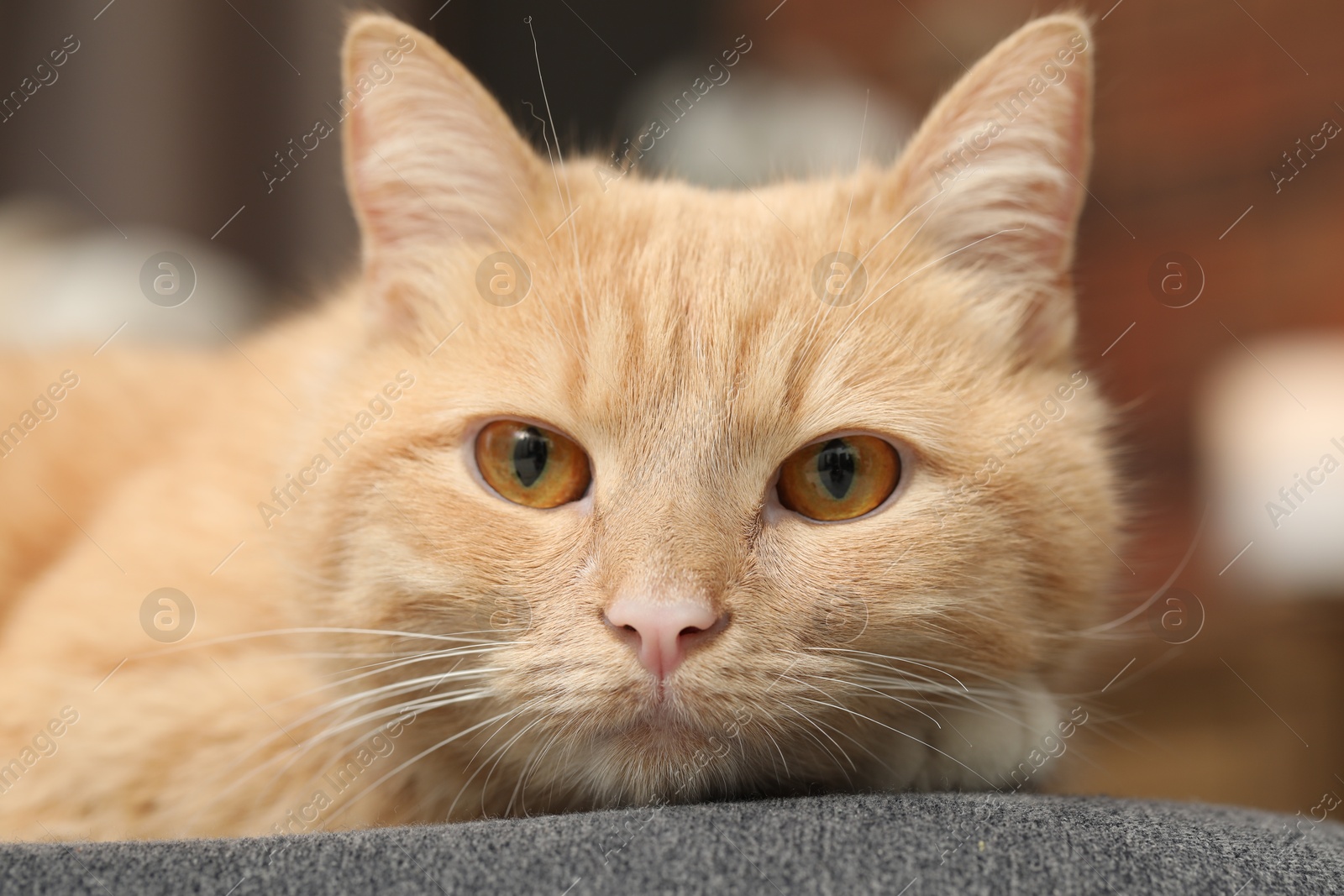 Cute ginger cat lying on chair at home, closeup Photo of Cute ginger cat lying on chair at home, closeup