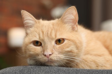 Photo of Cute ginger cat lying on chair at home, closeup