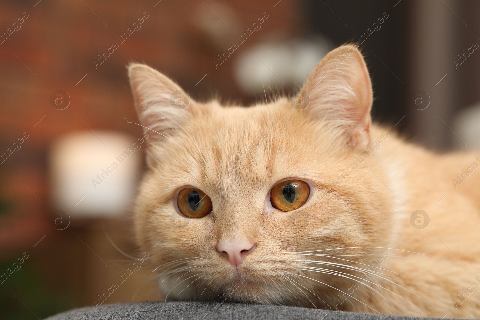 Cute ginger cat lying on chair at home, closeup Photo of Cute ginger cat lying on chair at home, closeup