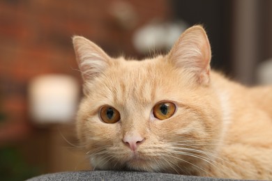 Photo of Cute ginger cat lying on chair at home, closeup