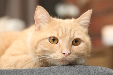 Photo of Cute ginger cat lying on chair at home, closeup