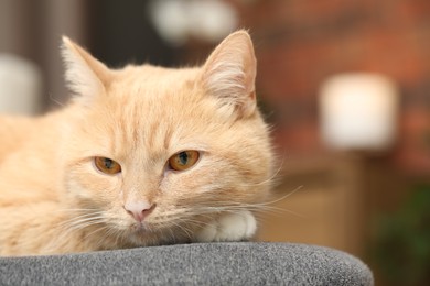 Photo of Cute ginger cat lying on chair at home, closeup. Space for text