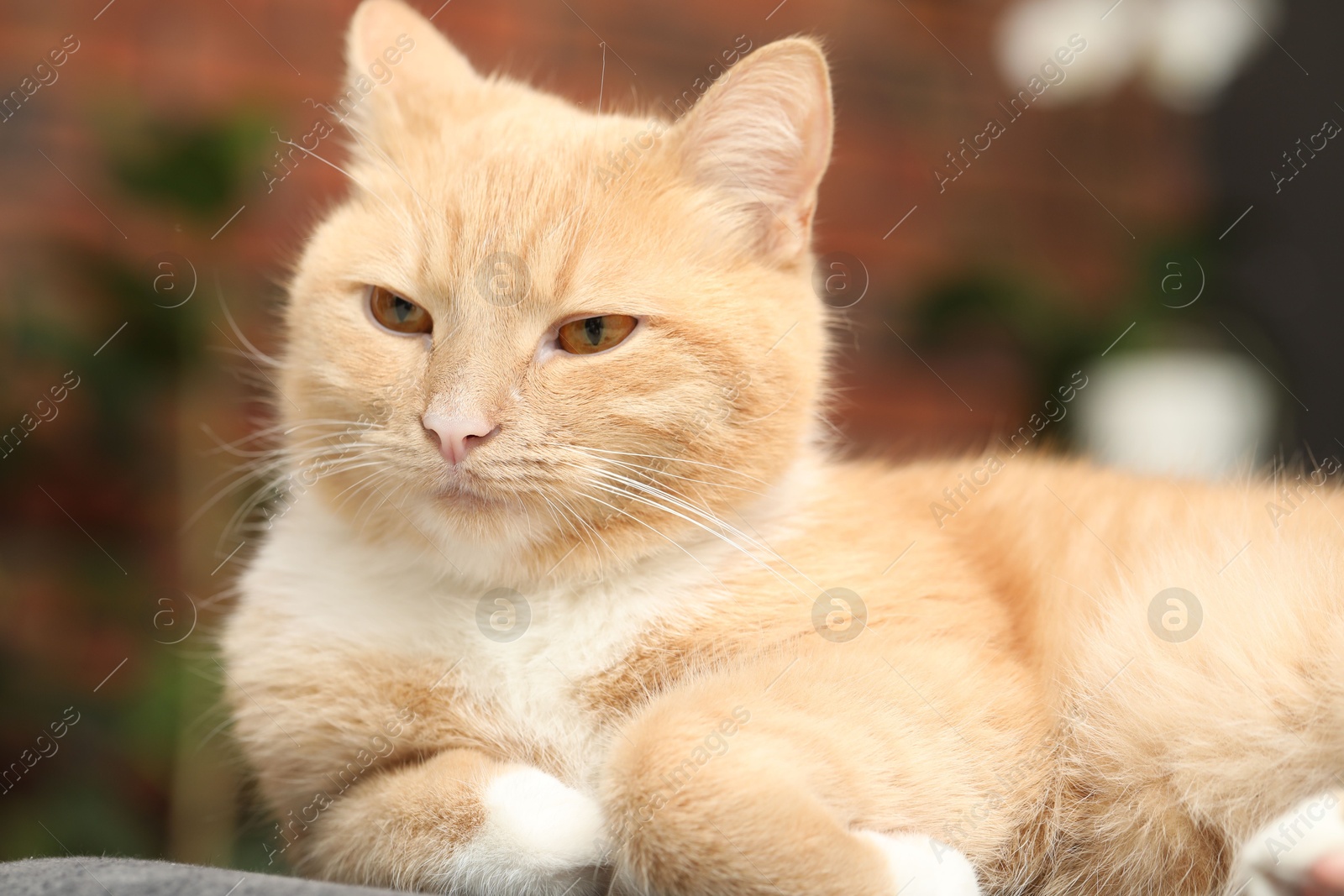 Cute ginger cat lying on chair at home, closeup Photo of Cute ginger cat lying on chair at home, closeup