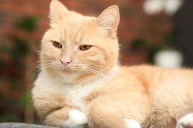Photo of Cute ginger cat lying on chair at home, closeup