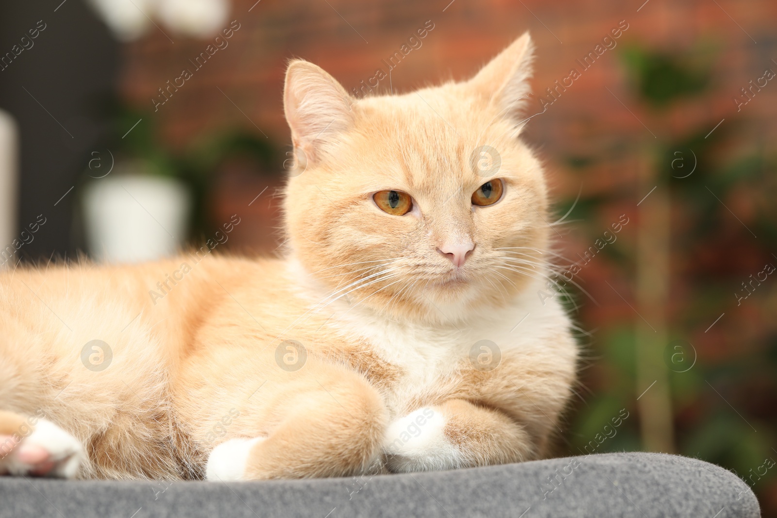 Cute ginger cat lying on chair at home, closeup Photo of Cute ginger cat lying on chair at home, closeup