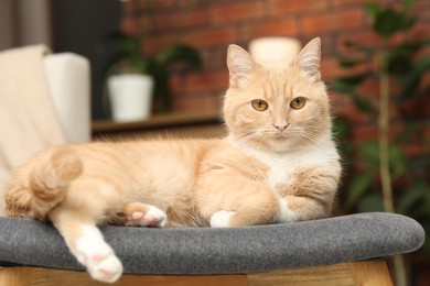 Photo of Cute ginger cat lying on chair at home