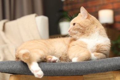Photo of Cute ginger cat lying on chair at home