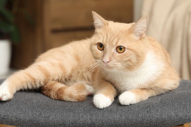 Photo of Cute ginger cat lying on chair at home
