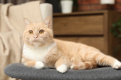 Photo of Cute ginger cat lying on chair at home