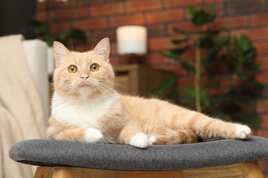 Photo of Cute ginger cat lying on chair at home