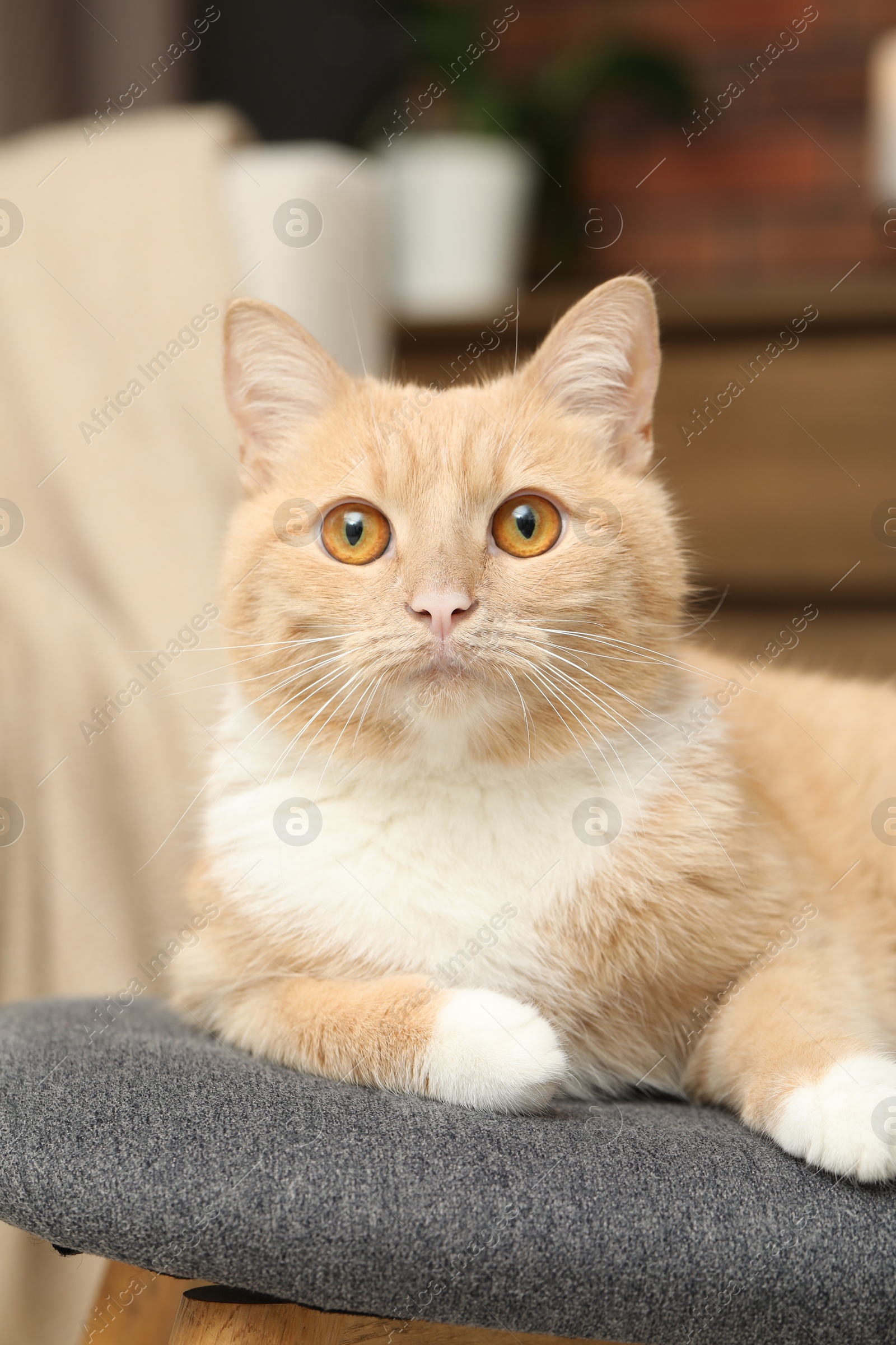 Cute ginger cat lying on chair at home, closeup Photo of Cute ginger cat lying on chair at home, closeup