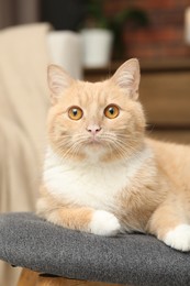Photo of Cute ginger cat lying on chair at home, closeup