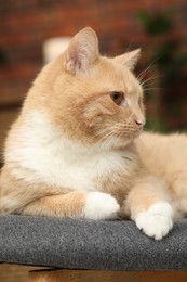 Photo of Cute ginger cat lying on chair at home, closeup