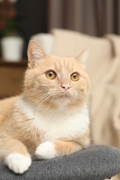 Photo of Cute ginger cat lying on chair at home, closeup