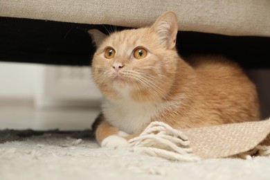 Photo of Cute ginger cat lying on floor at home