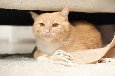 Photo of Cute ginger cat lying on floor at home