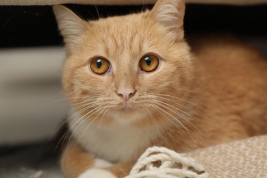 Photo of Cute ginger cat lying on floor at home, closeup