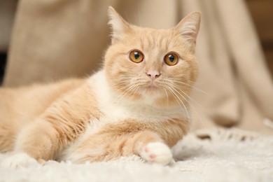 Photo of Cute ginger cat lying on floor at home, closeup