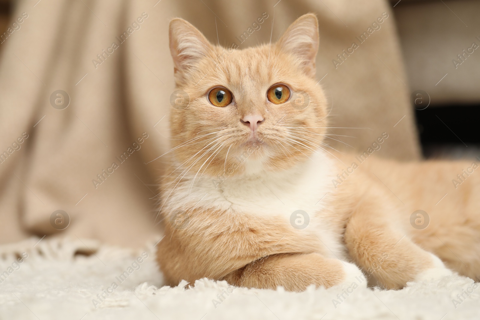 Cute ginger cat lying on floor at home, closeup Photo of Cute ginger cat lying on floor at home, closeup