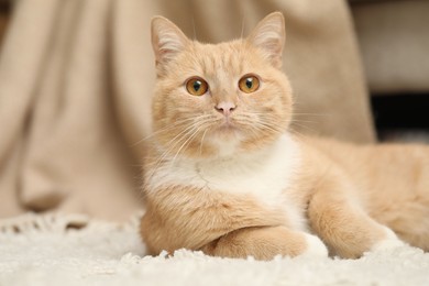 Photo of Cute ginger cat lying on floor at home, closeup