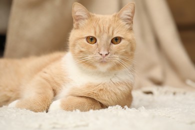Photo of Cute ginger cat lying on floor at home, closeup