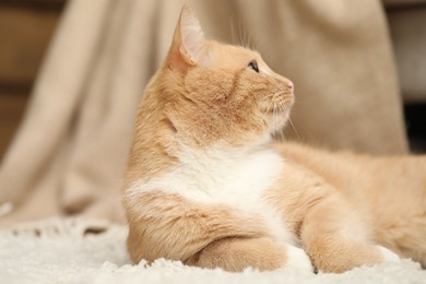 Photo of Cute ginger cat lying on floor at home, closeup