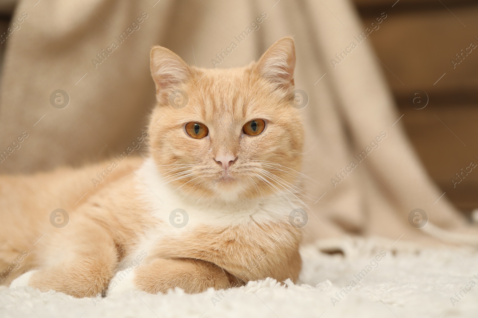 Cute ginger cat lying on floor at home, closeup Photo of Cute ginger cat lying on floor at home, closeup