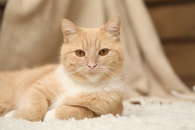 Photo of Cute ginger cat lying on floor at home, closeup