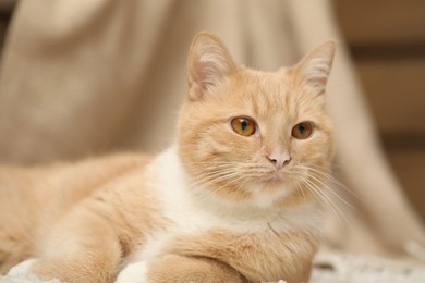 Photo of Cute ginger cat lying on floor at home, closeup