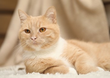 Photo of Cute ginger cat lying on floor at home, closeup