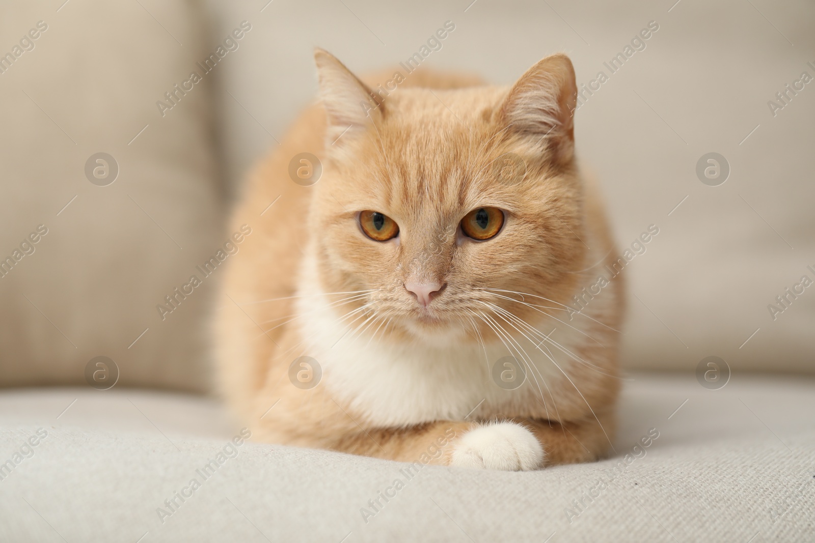 Cute ginger cat lying on sofa at home Photo of Cute ginger cat lying on sofa at home