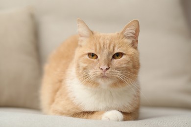 Photo of Cute ginger cat lying on sofa at home