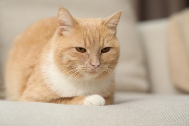 Photo of Cute ginger cat lying on sofa at home